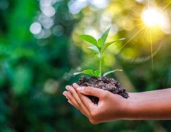 hands holding a plant in the sunlight