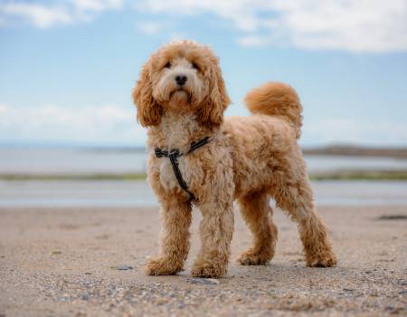 cute goldendoodle on the beach