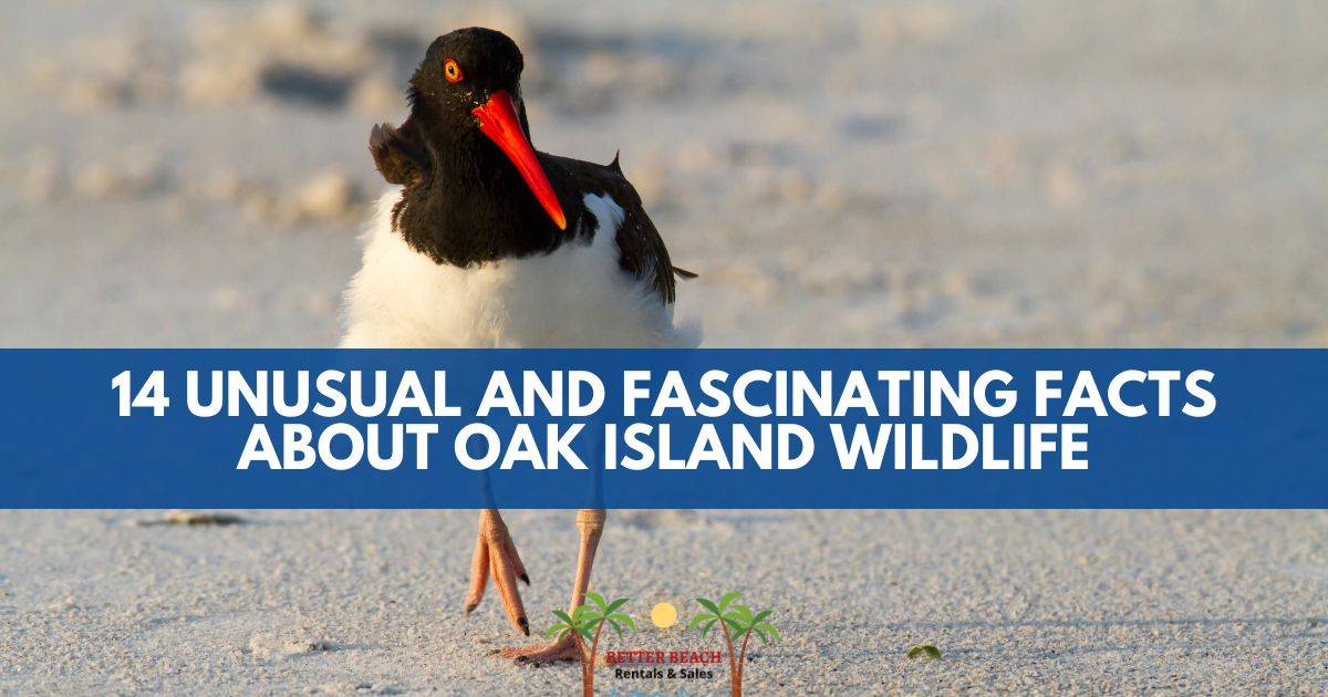 14 Unusual and Fascinating Facts About Oak Island Wildlife Better Beach