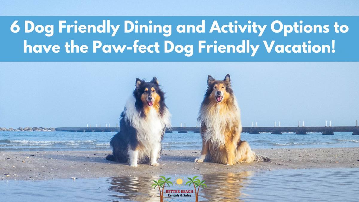 Dog Running in the Surf 6 Dining and Activity Options to have the Paw-fect Vacation!