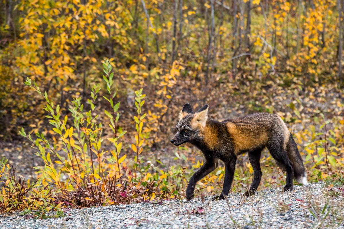 fox amazing wildlife oak island
