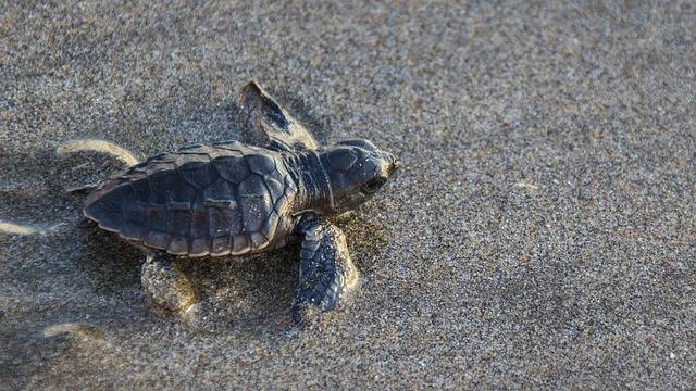 Baby sea turtle on Oak Island beach