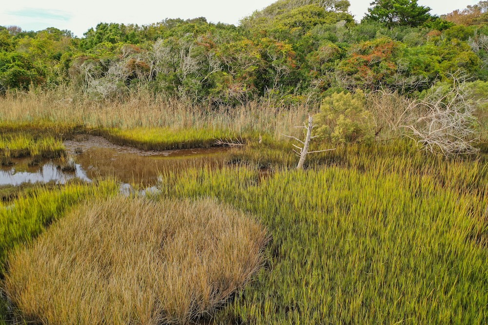 Salt marsh with thick grass and a narrow waterway