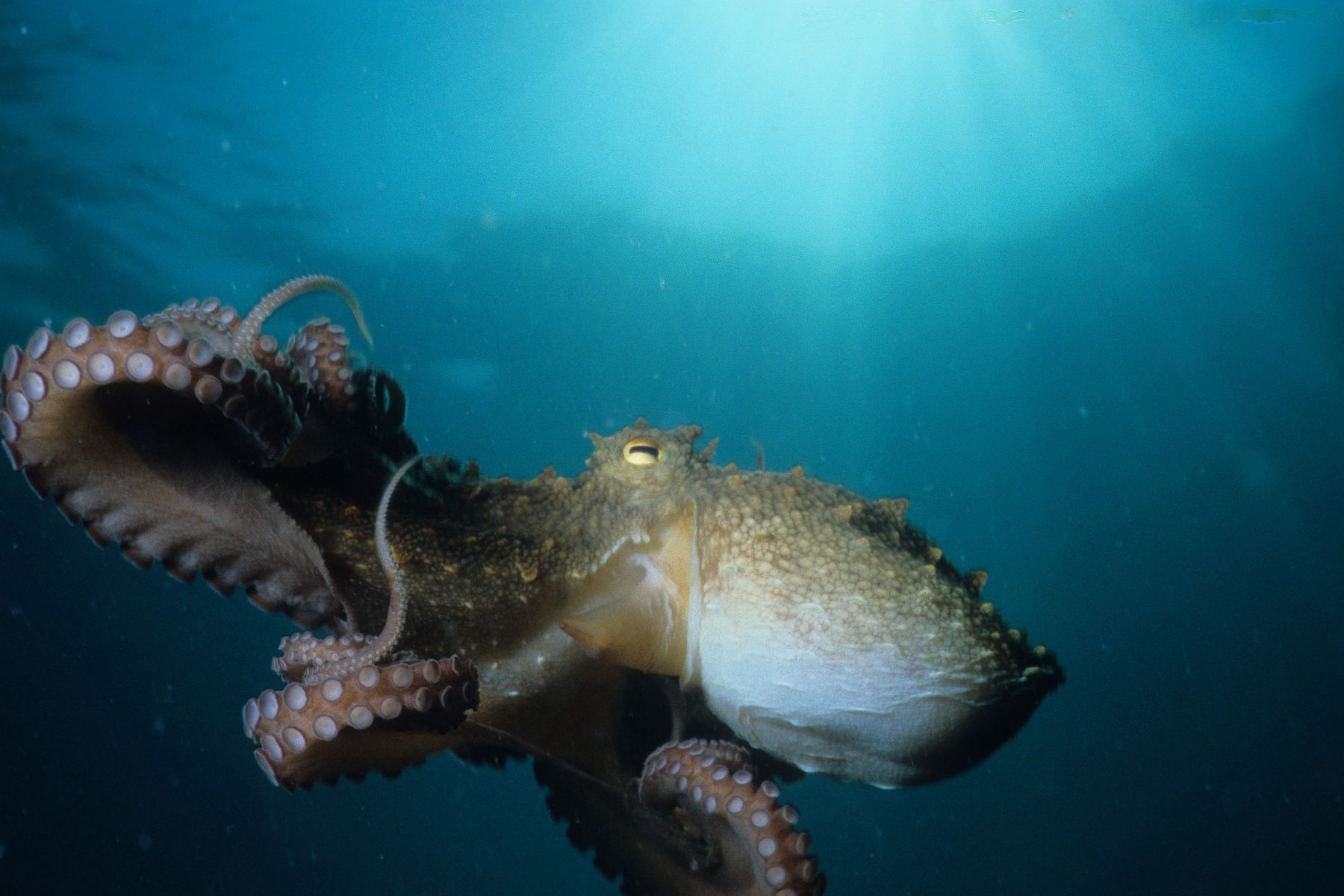 14 Unusual and Fascinating Facts About Oak Island Wildlife Better Beach