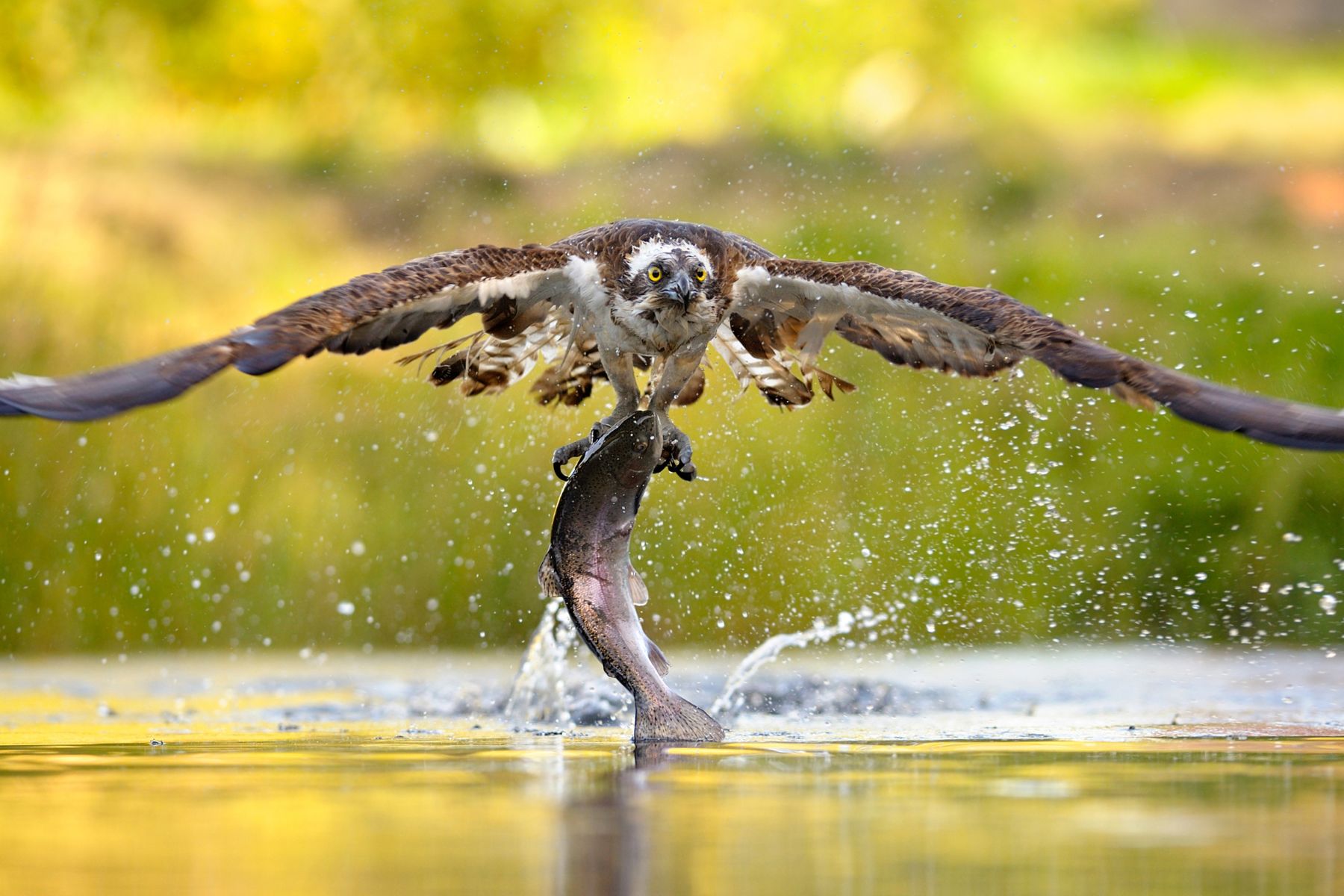 14 Unusual and Fascinating Facts About Oak Island Wildlife Better Beach