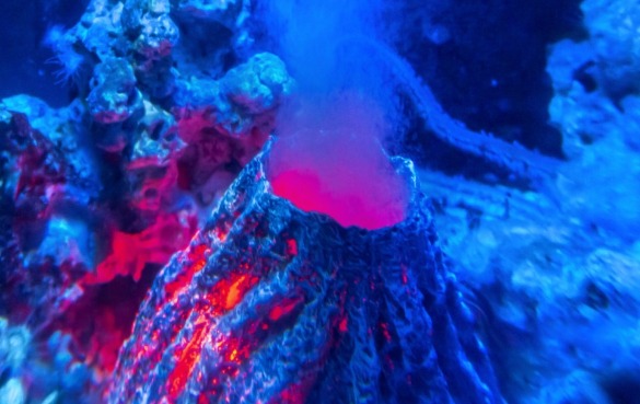 small underwater volcano | better beach rentals