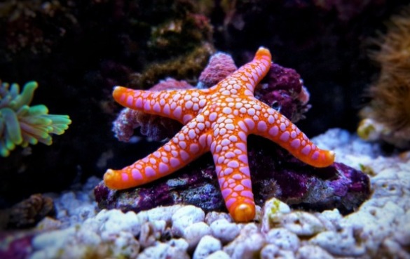 starfish in water | better beach rentals
