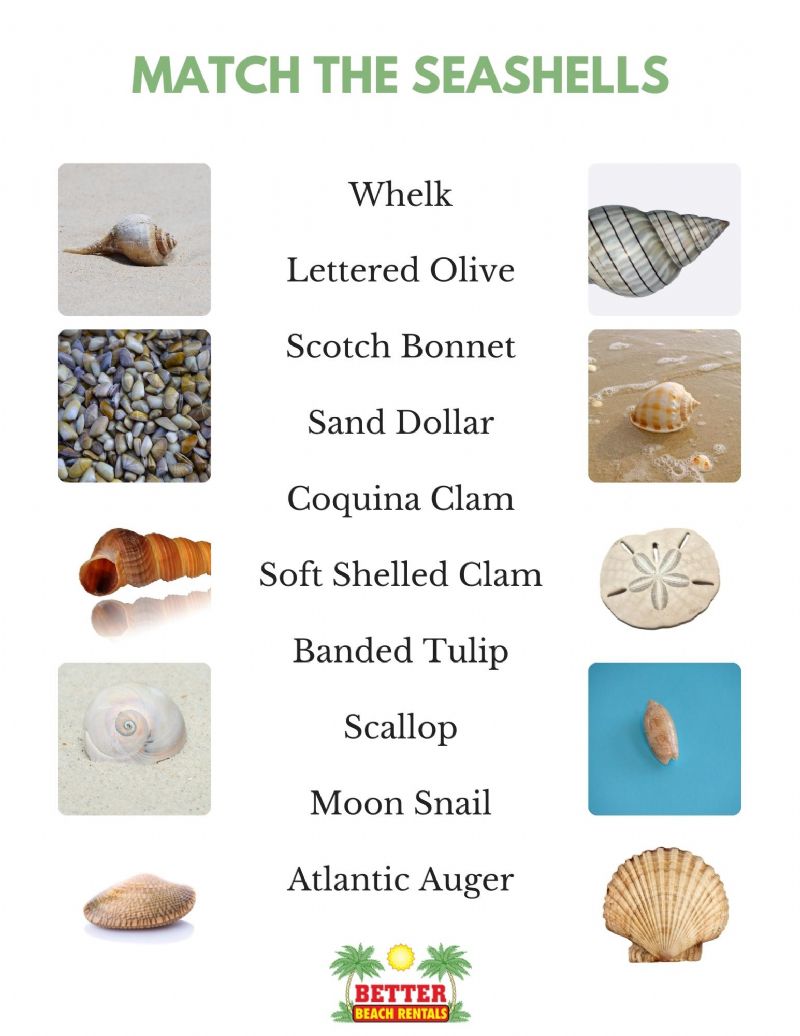 Enjoy This Printable Seashell Matching Game! 